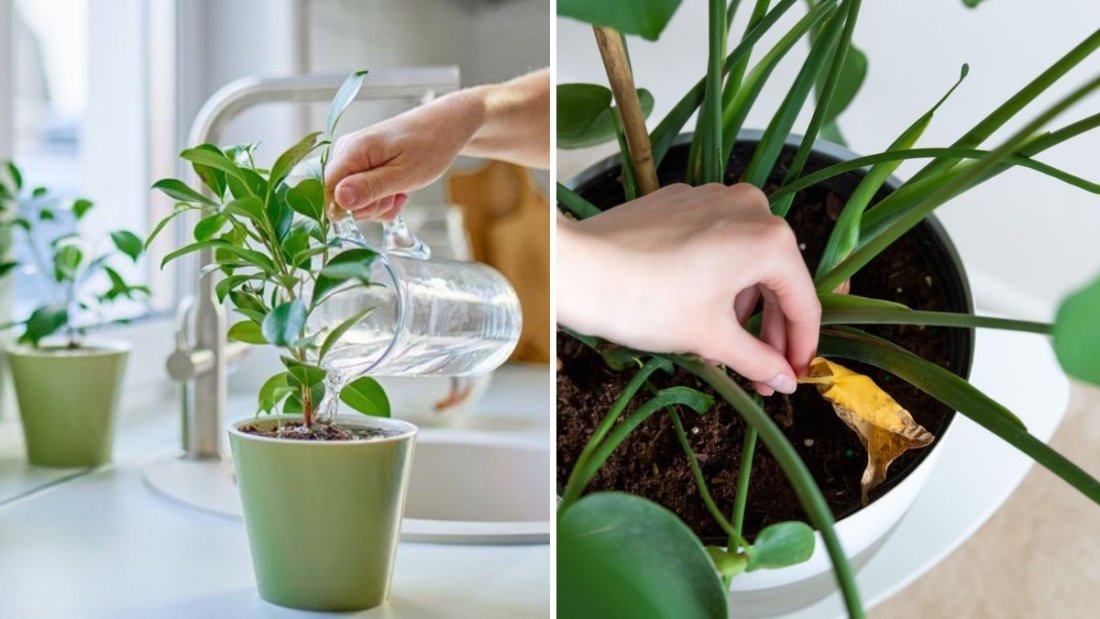 How to Keep Indoor Plants Dust-Free and Breathing Better
