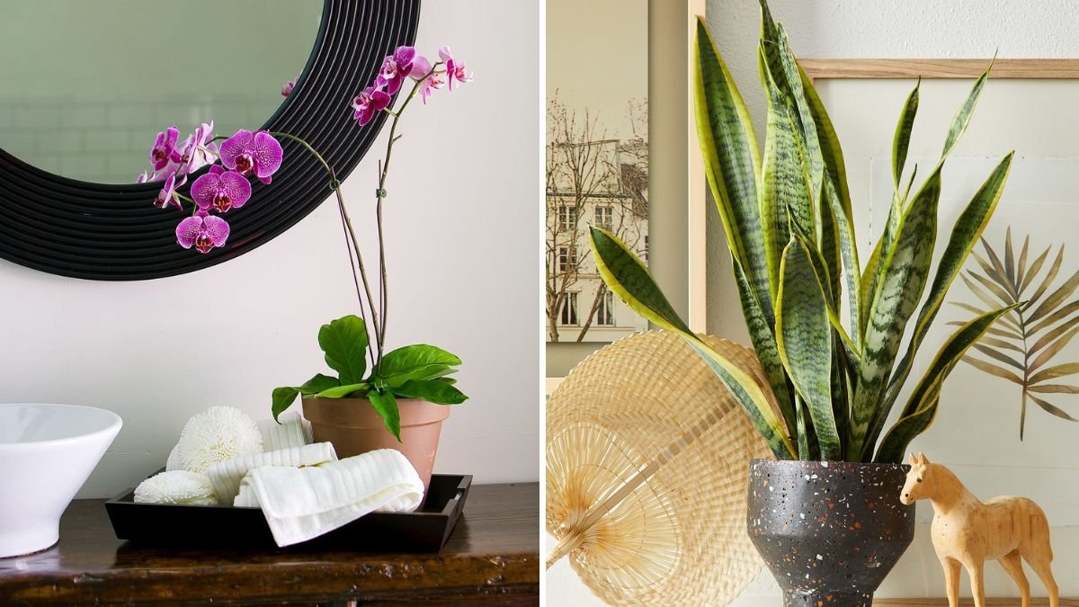 7 Indoor Plants That Thrive in Humid Bathrooms