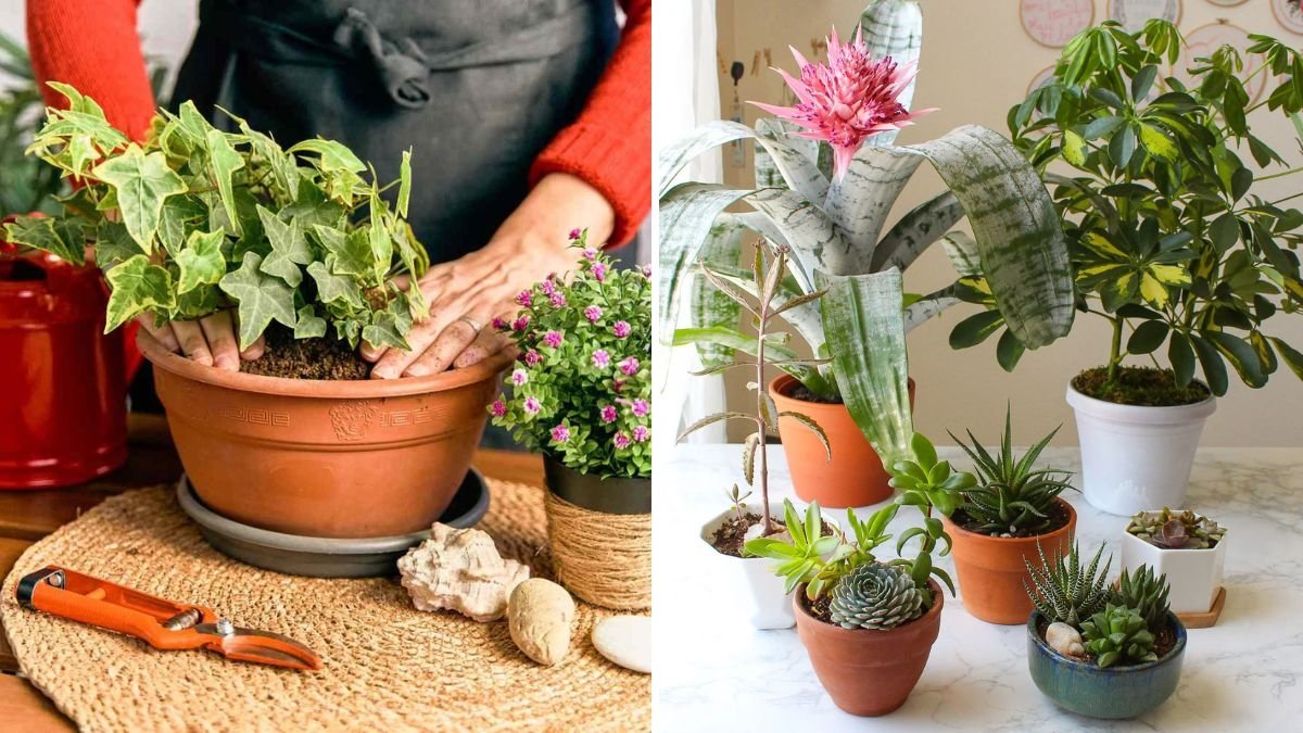 How to Choose the Right Pot Size for Any Houseplant