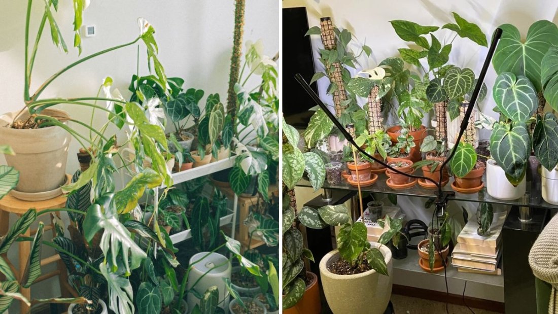 How to Protect Indoor Plants From Drafts and Temperature Swings