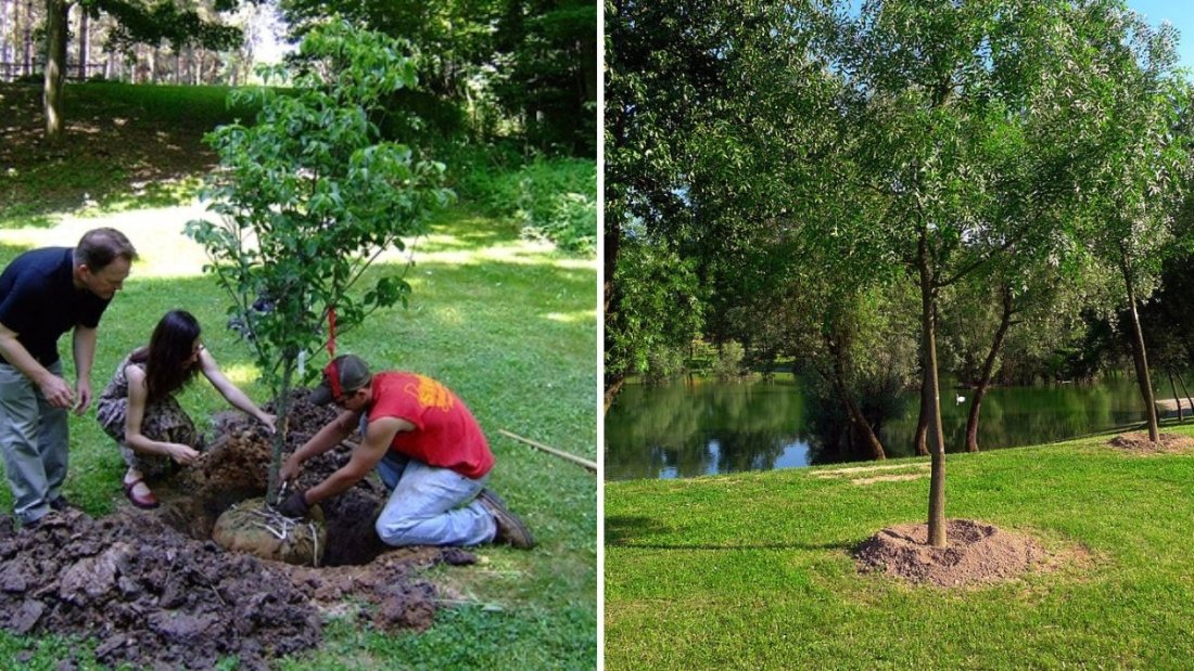 How To Protect Young Trees in Autumn