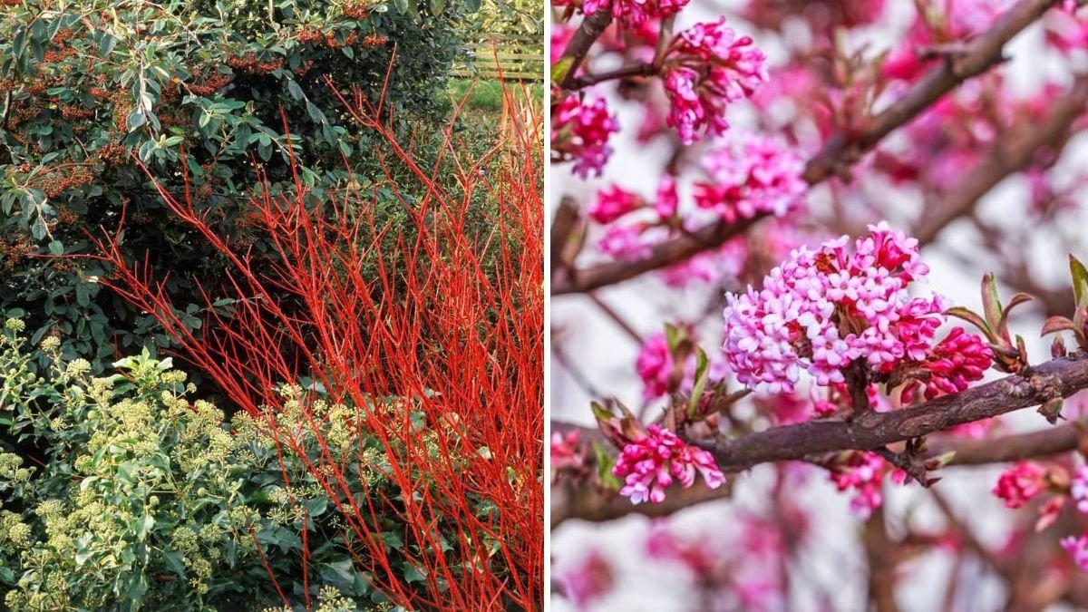 5 Shrubs That Provide Winter Interest
