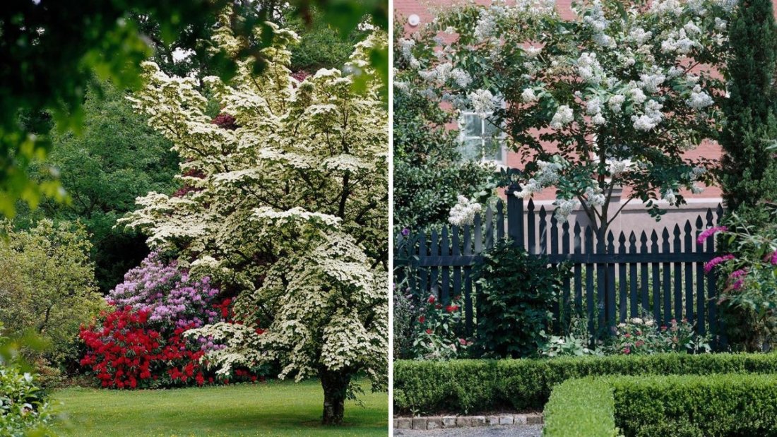 5 Small Trees Perfect for Patios and Courtyards
