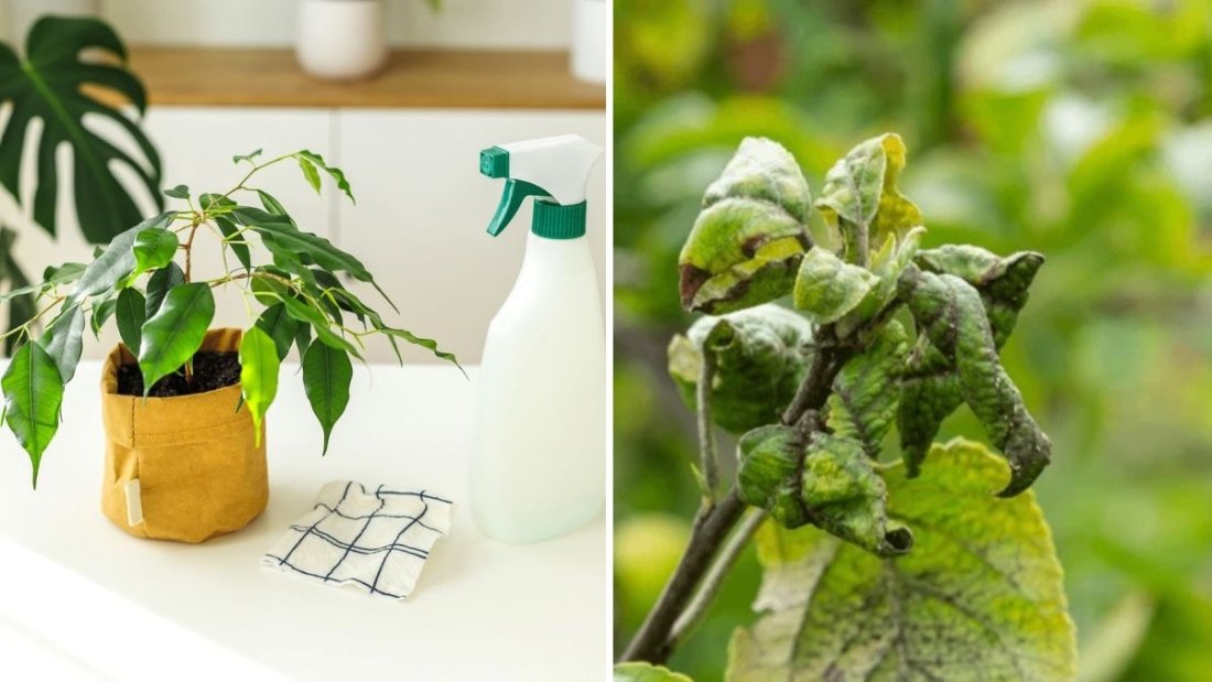 How to Naturally Keep Aphids Off Indoor Plants