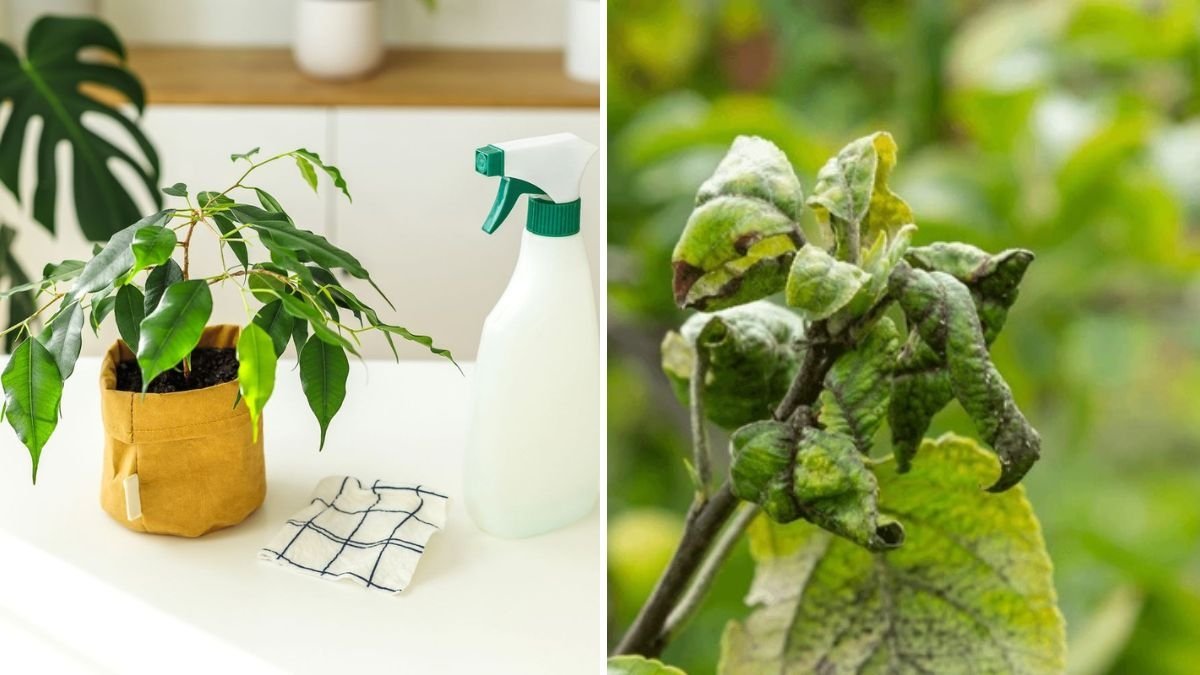How to Naturally Keep Aphids Off Indoor Plants