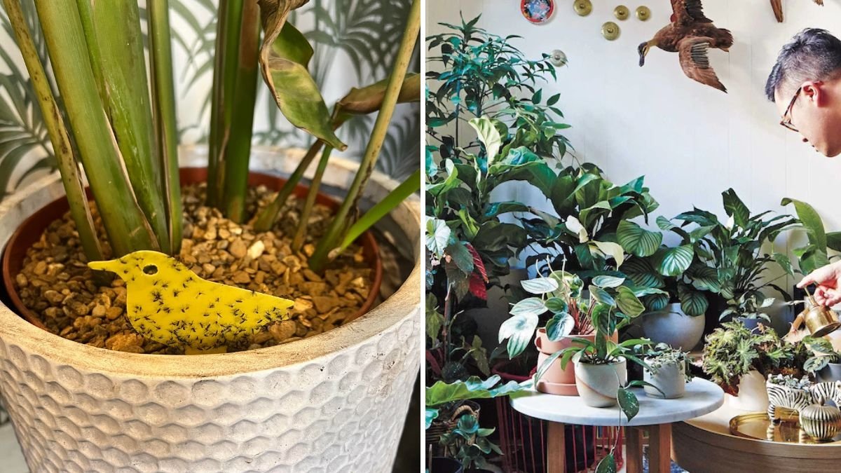 The Best Organic Remedies for Fungus Gnats