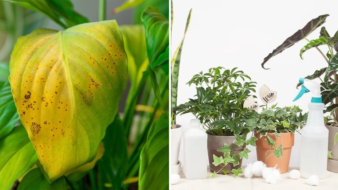5 Common Indoor Plant Pests and How to Treat Them