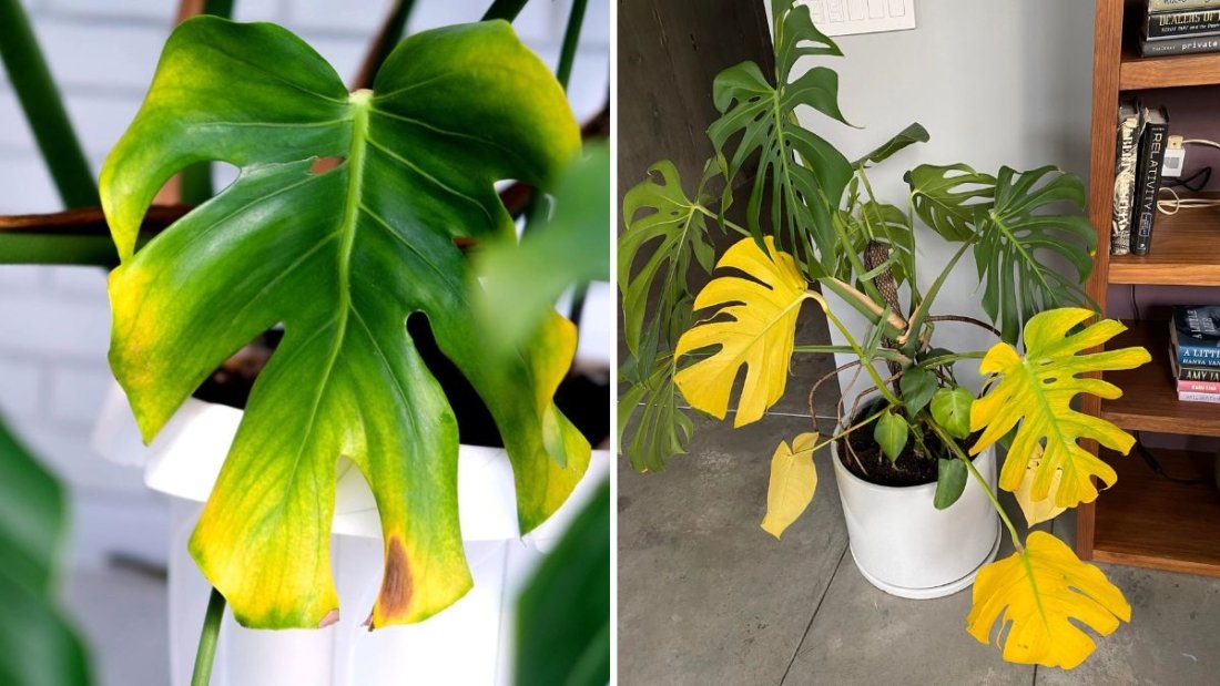 Why Your Plants Have Yellow Leaves—and How to Fix It