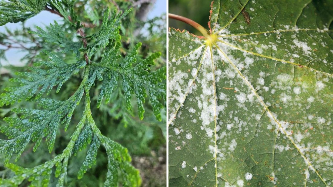 How to Prevent Powdery Mildew on Indoor Plants