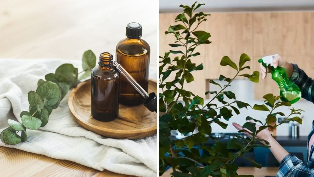 The Best Essential Oils for Repelling Houseplant Pests