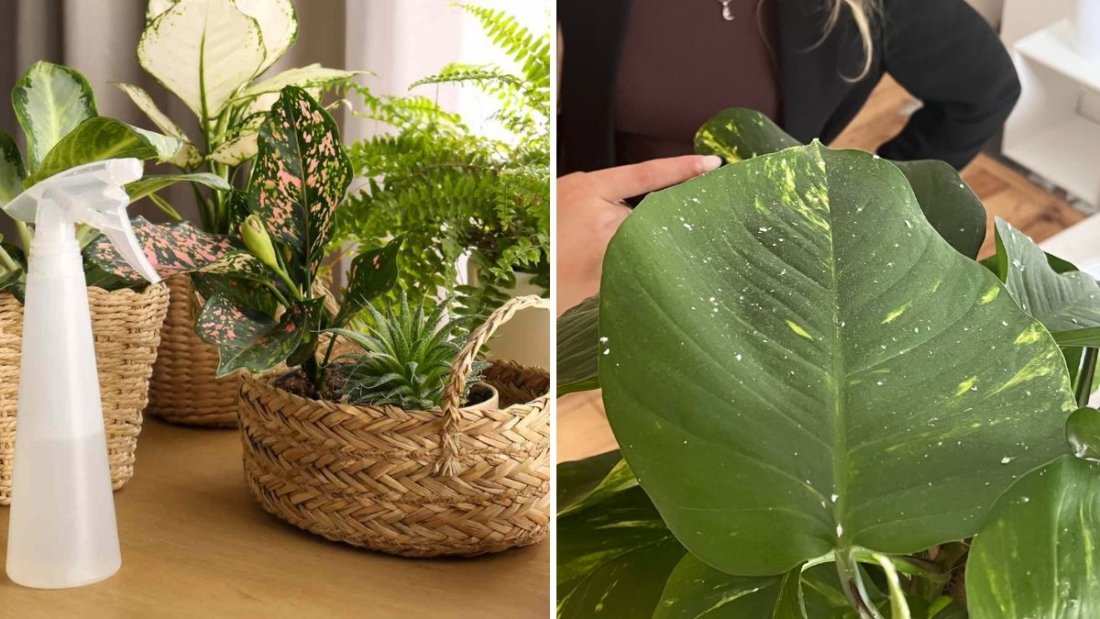 How to Safely Remove Mealybugs From Houseplants