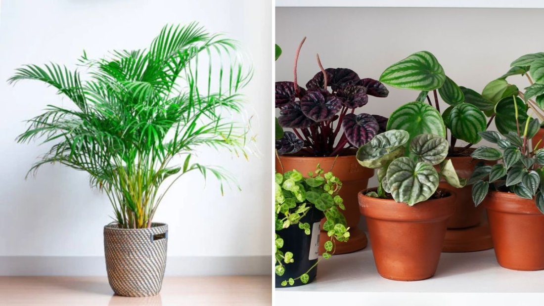 Why Good Airflow Matters for Healthy Indoor Plants