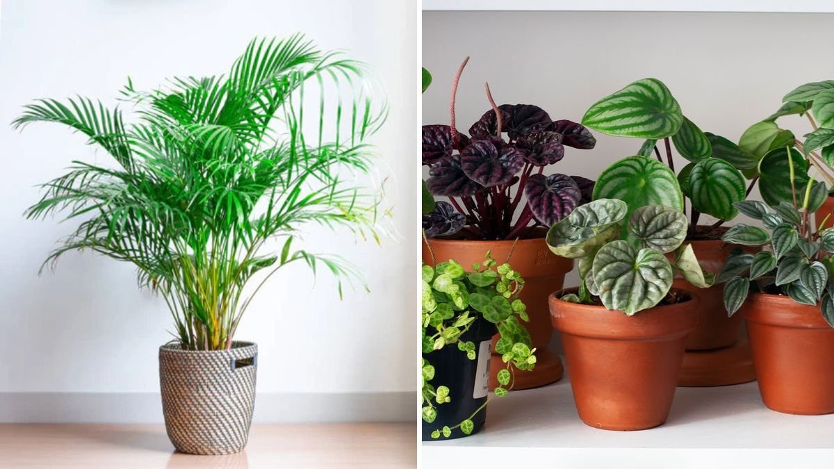 Why Good Airflow Matters for Healthy Indoor Plants