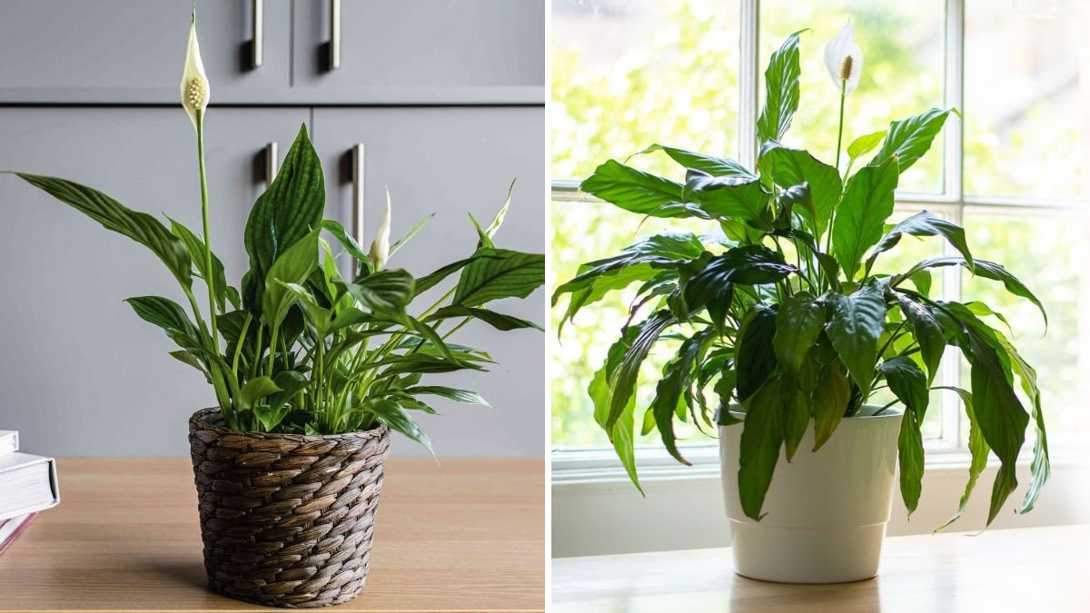 How to Care for Peace Lily for Long-Lasting Blooms