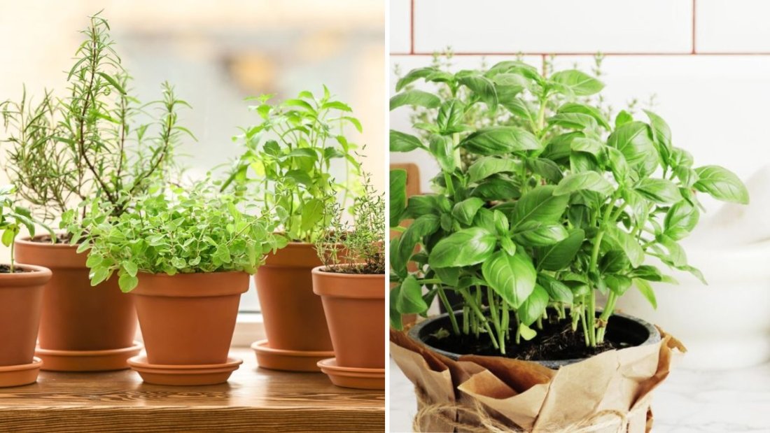 How to Grow Basil Indoors for Fresh Herbs Year-Round