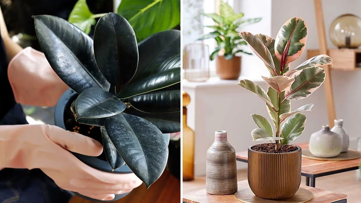 How to Care for Rubber Plant—A Sturdy Indoor Favorite