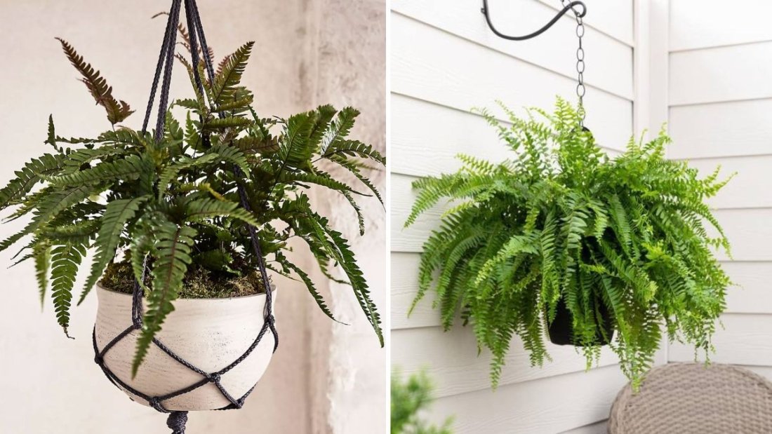 How to Keep Ferns Alive Indoors (Even if You’ve Killed Them Before)