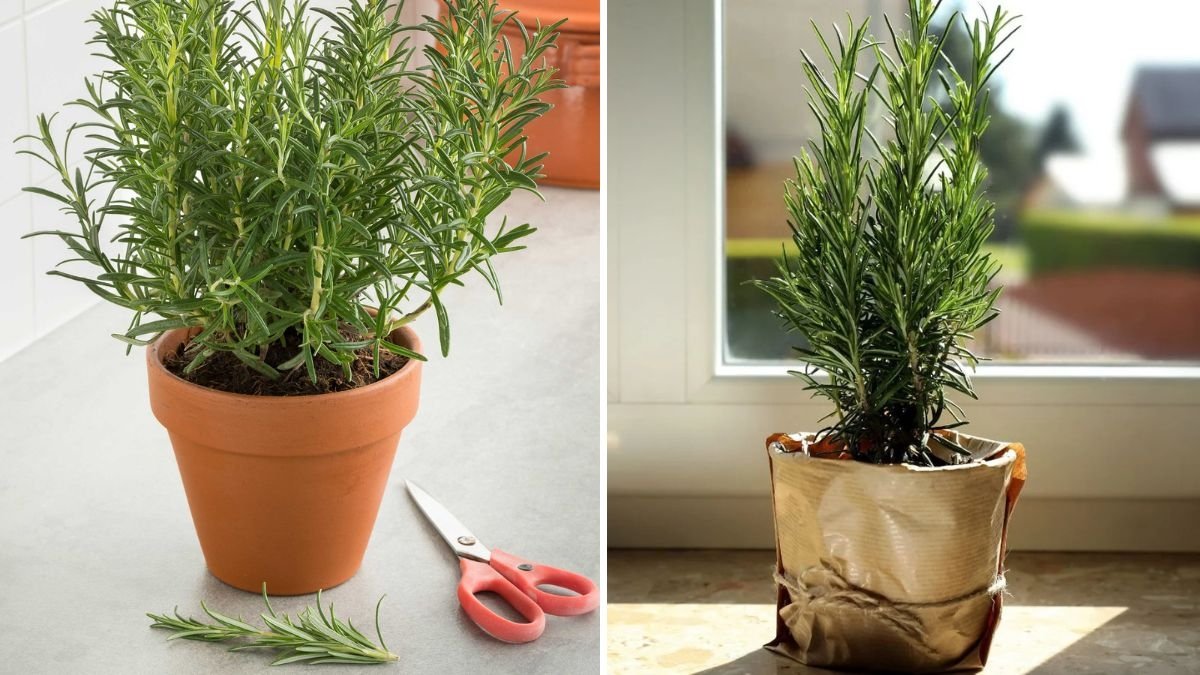 How to Grow Rosemary Indoors for Fresh Flavor Anytime