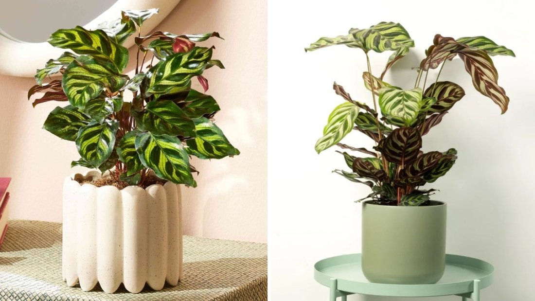 How to Care for Calatheas and Keep Their Leaves Vibrant