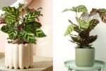 How to Care for Calatheas and Keep Their Leaves Vibrant