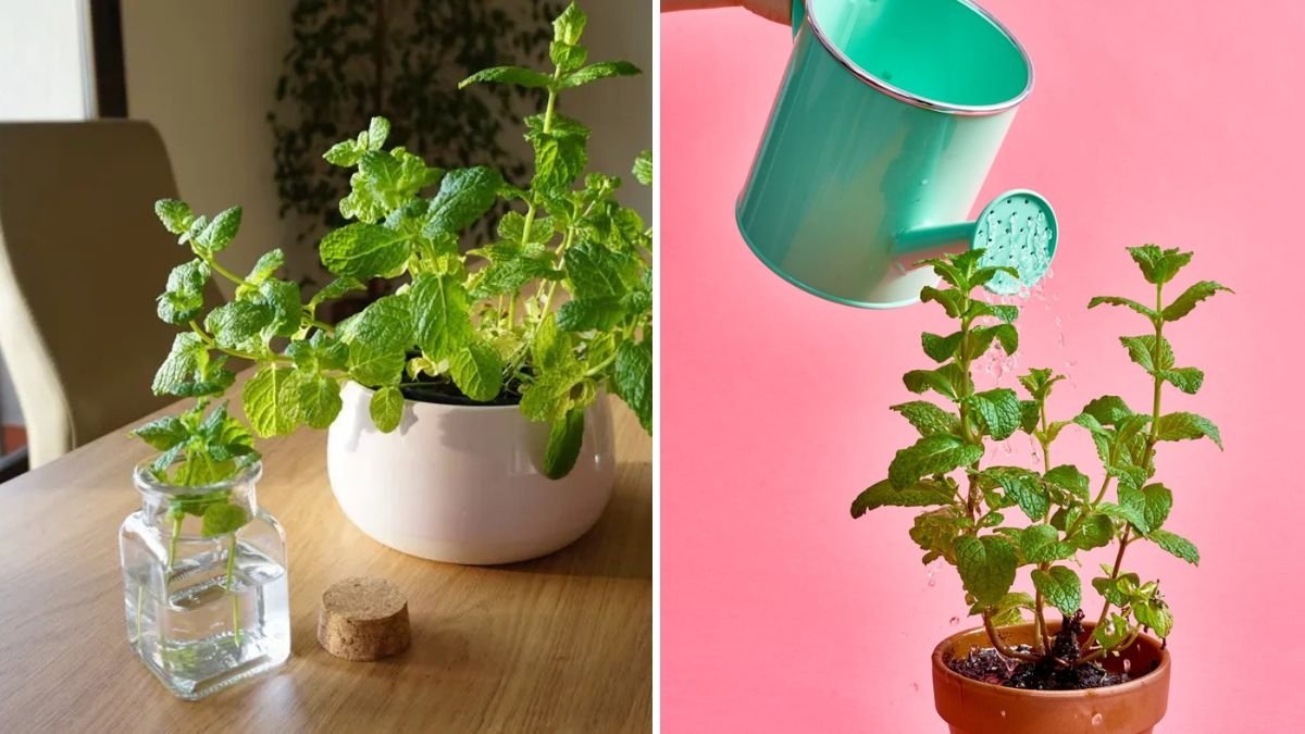 How to Grow Mint Indoors Without It Taking Over