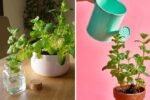 How to Grow Mint Indoors Without It Taking Over