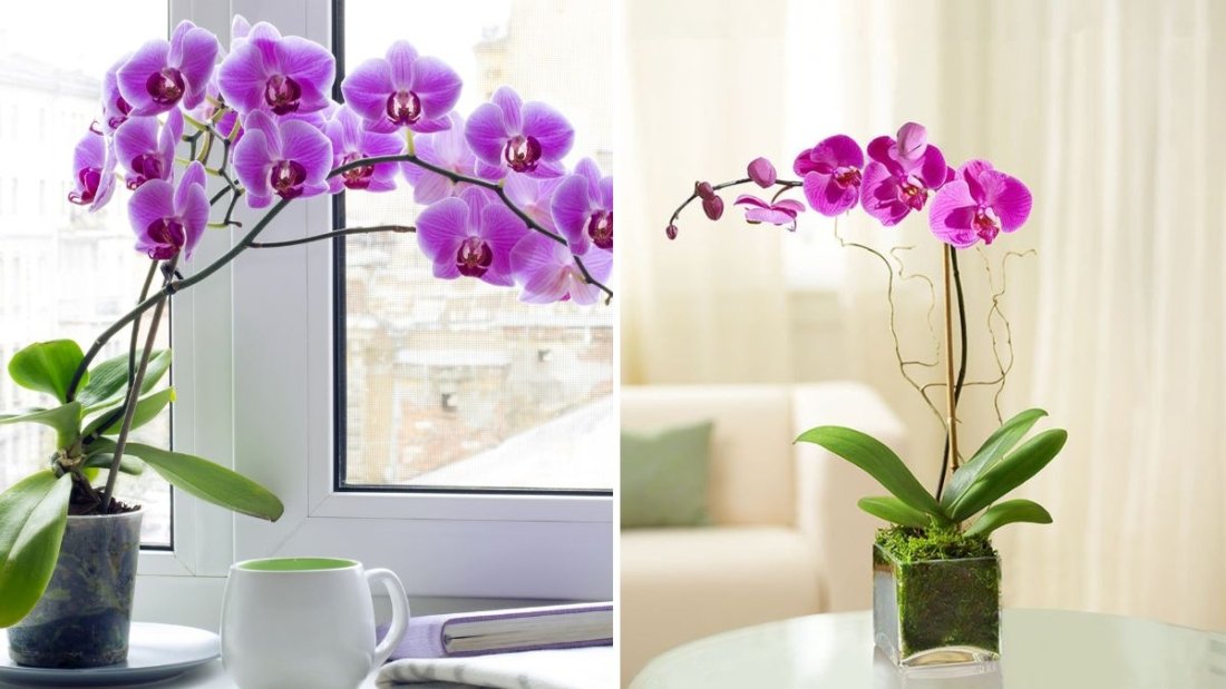 How to Keep Orchids Blooming Longer Indoors
