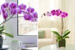 How to Keep Orchids Blooming Longer Indoors