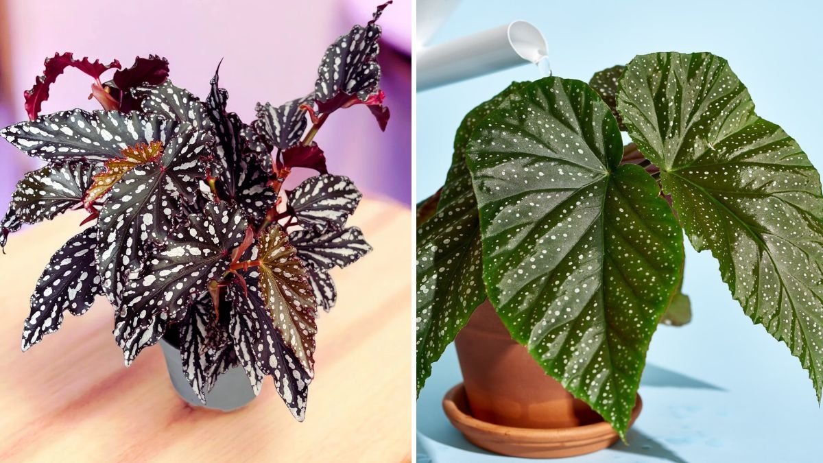 How to Care for Begonias as Indoor Plants