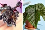 How to Care for Begonias as Indoor Plants
