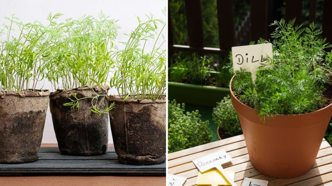 How to Grow Dill Indoors for Cooking and Herbal Remedies