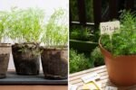 How to Grow Dill Indoors for Cooking and Herbal Remedies