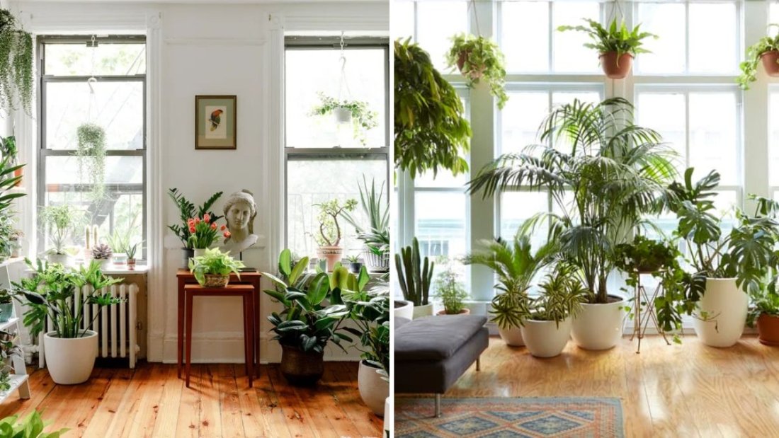 How to Arrange Houseplants for Maximum Impact