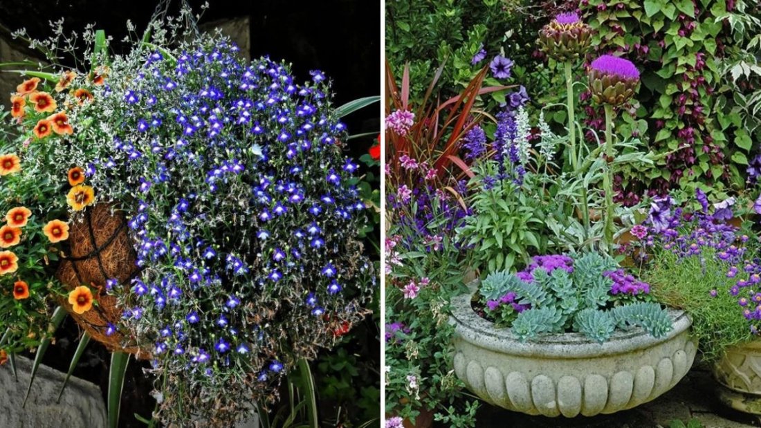 How to Mix Tall and Trailing Plants for a Balanced Look