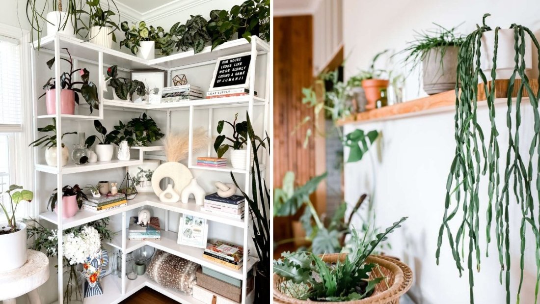 How to Style Your Bookshelves with Indoor Plants
