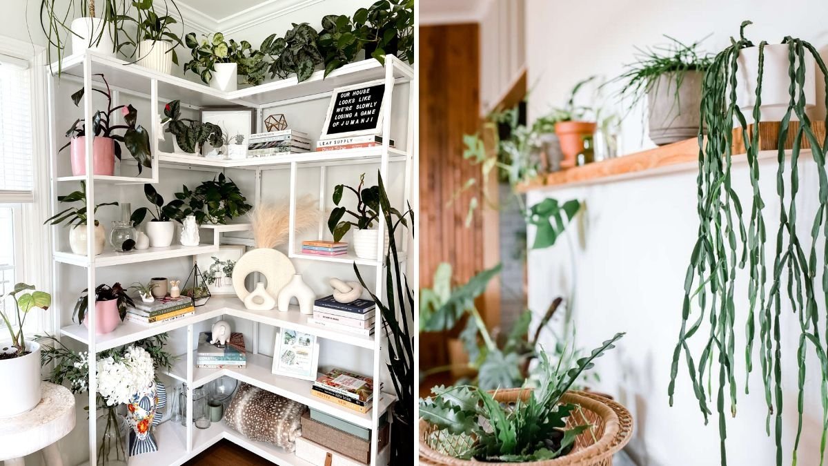 How to Style Your Bookshelves with Indoor Plants