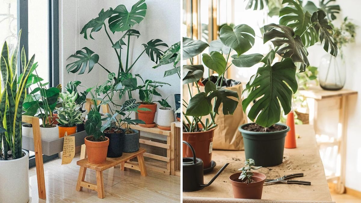 7 Best Plants for Small Apartments and Studios