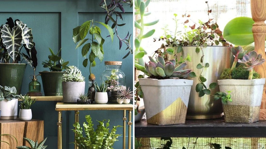 How to Match Pots and Plants for a Designer Look