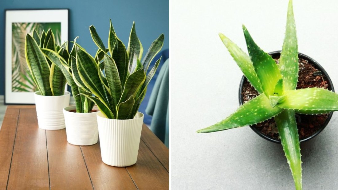 How to Choose Indoor Plants That Improve Air Quality
