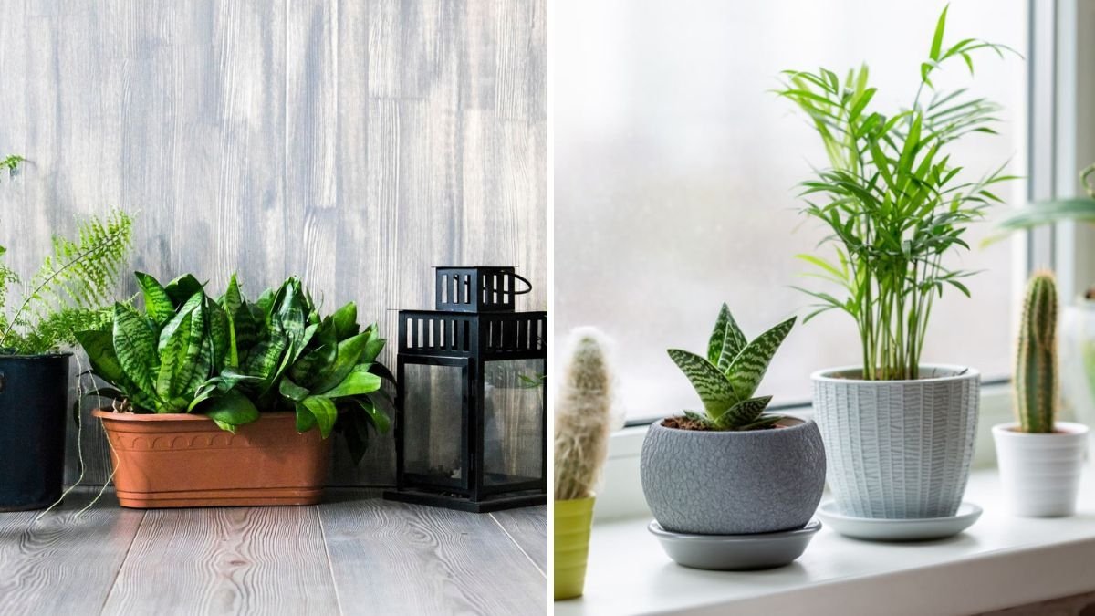 How to Overwinter Houseplants and Keep Them Thriving