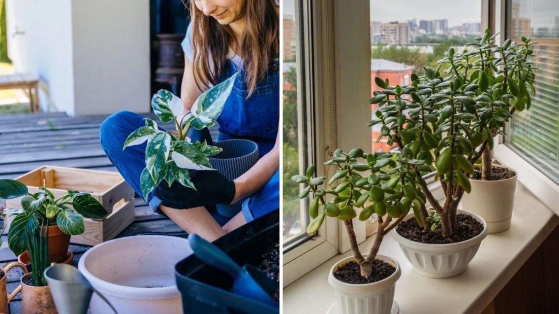 How to Transition Indoor Plants to Outdoor Life in Spring