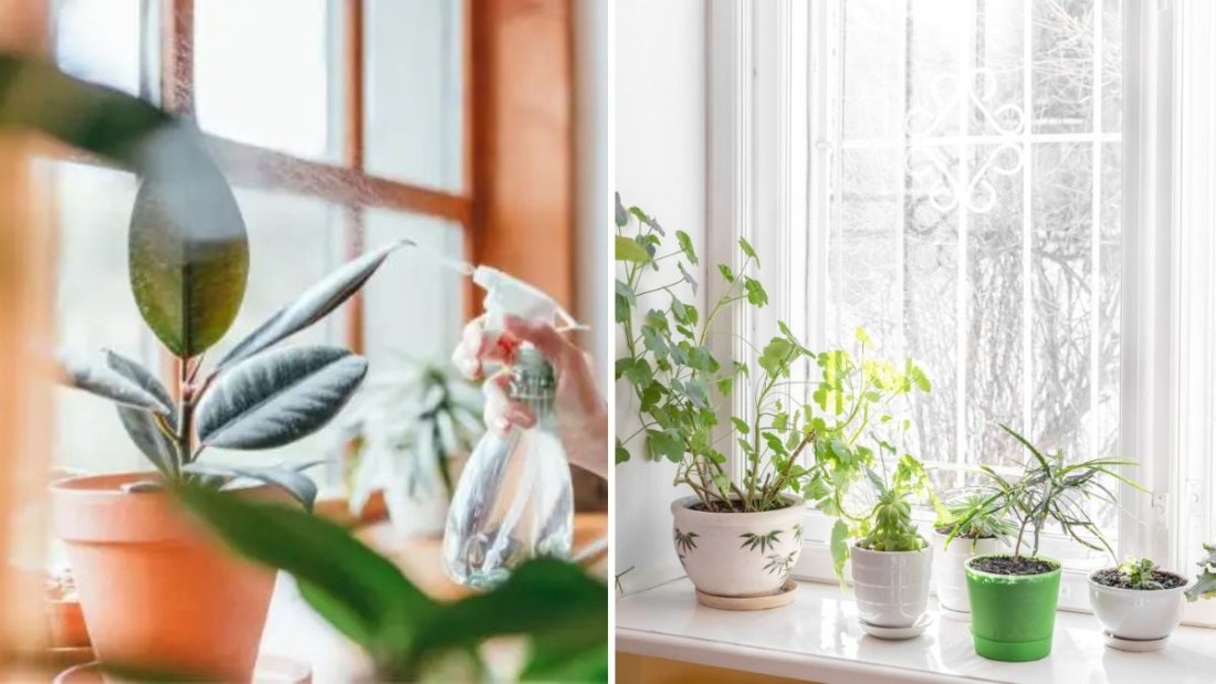 5 Tips for Caring for Plants During Winter Heating Season