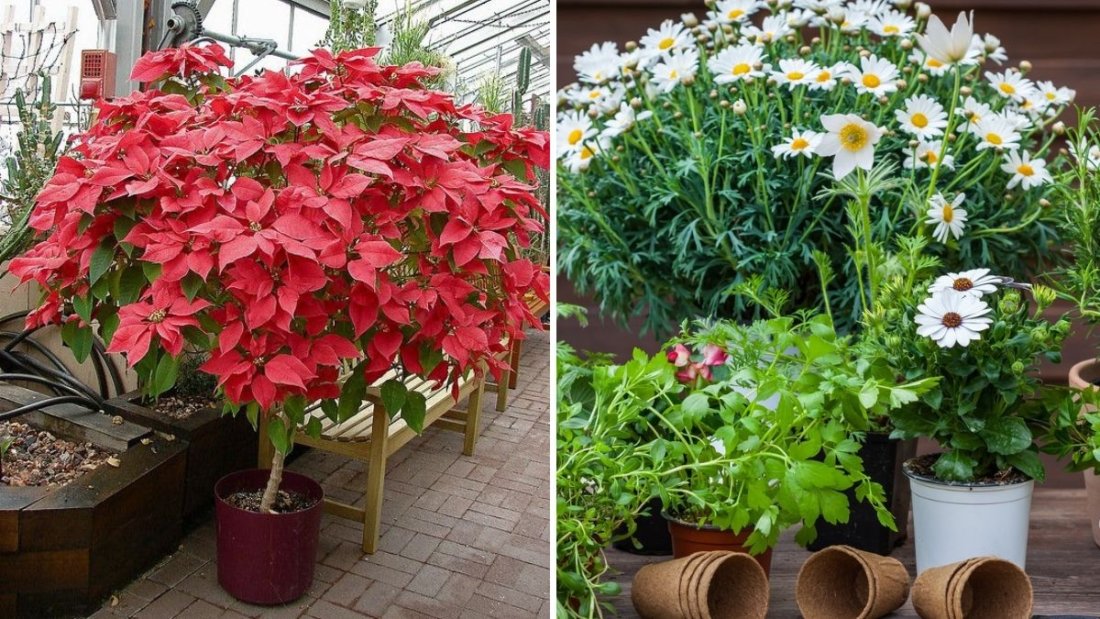 How to Keep Holiday Plants Alive Long After the Season