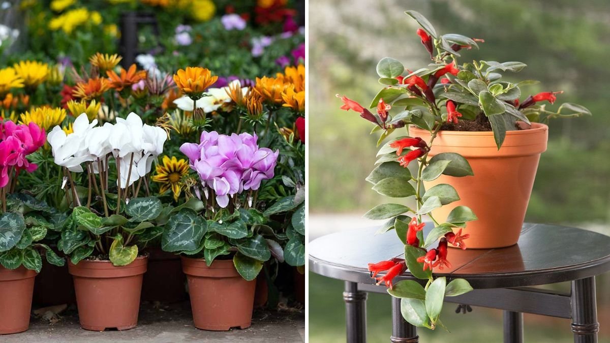 The Best Winter Blooming Indoor Plants for Colorful Rooms