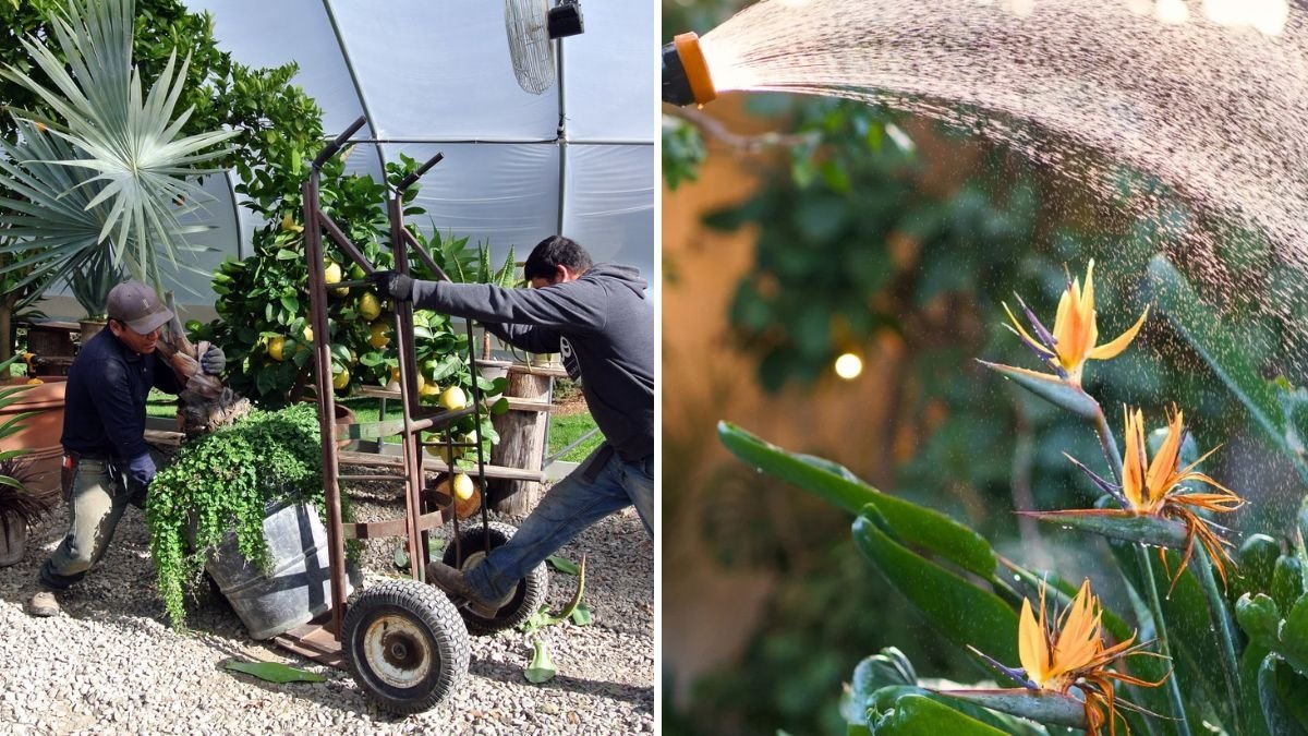 How to Keep Tropical Plants Healthy in Cold Weather