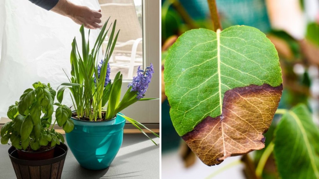 How to Revive Plants After Coming Back From Vacation
