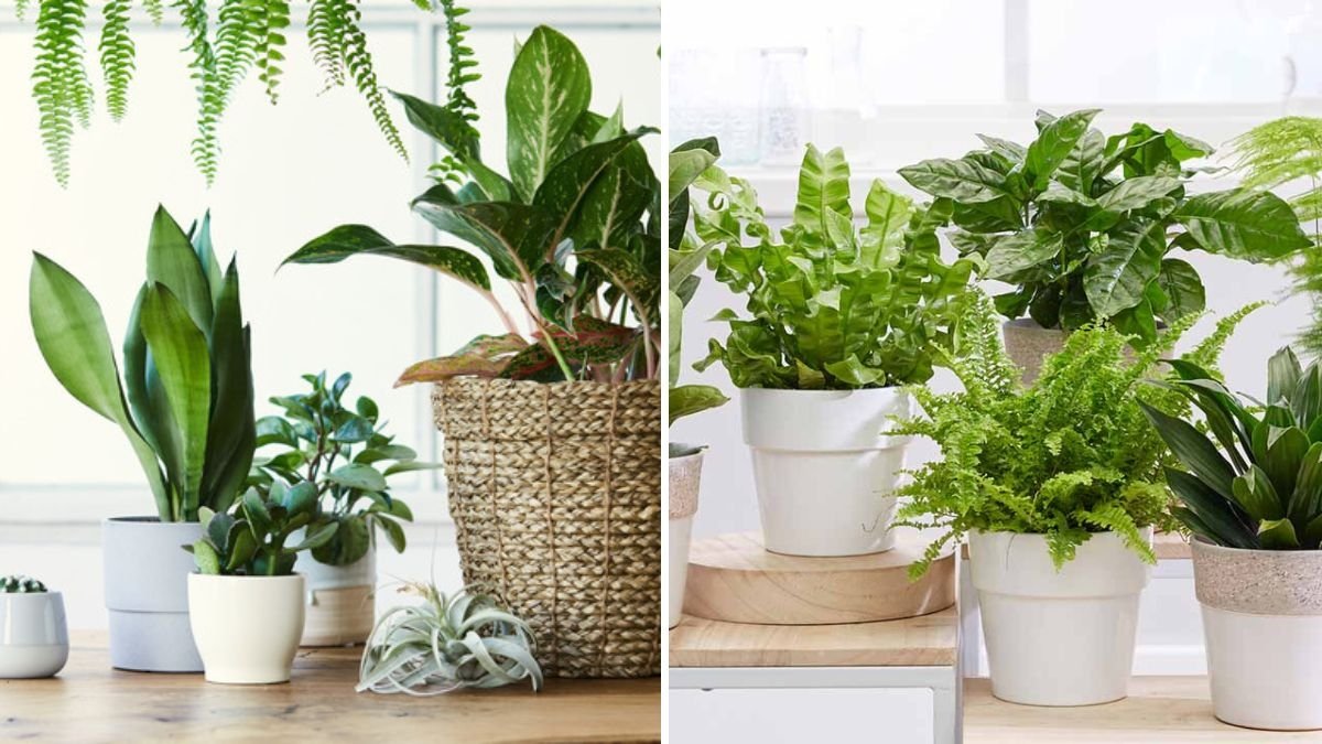 5 Reasons Your Indoor Plant Isn’t Growing—and What to Do