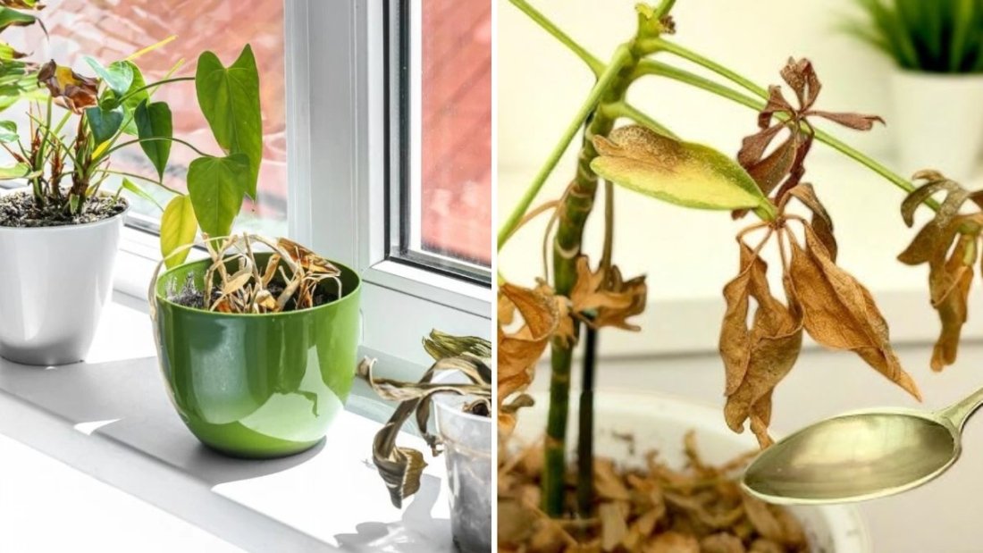 How to Save a Wilting Houseplant in Just a Few Steps