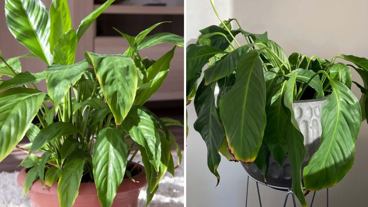 Why Your Plant Has Brown Leaf Tips—and How to Stop It