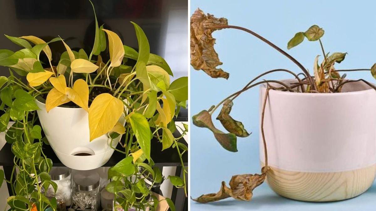 How to Spot the Difference Between Underwatering and Overwatering